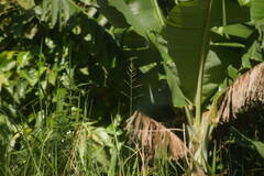 Urochloa mutica