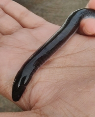 Gymnophiona