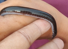 Gymnophiona