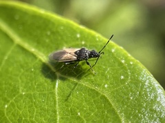 Oxycarenus hyalinipennis