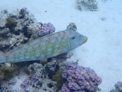 Lethrinus xanthochilus