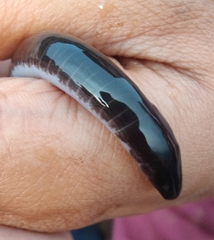 Gymnophiona