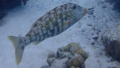 Lethrinus xanthochilus