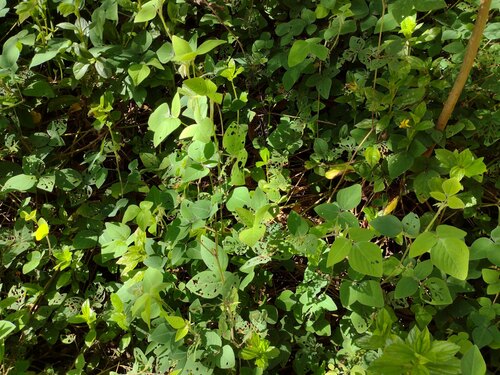 Desmodium intortum observed 2022-10-30