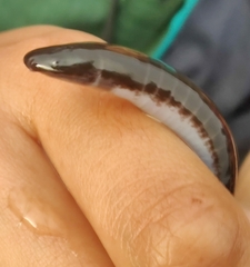 Gymnophiona