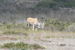 Tragelaphus oryx oryx