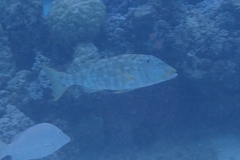 Lethrinus xanthochilus