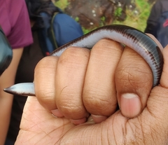 Gymnophiona