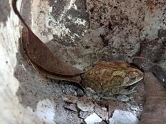 Duttaphrynus melanostictus