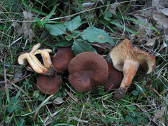 Lactarius serifluus