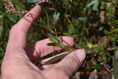 Persicaria decipiens