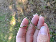 Paspalum scrobiculatum