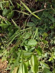 Melinis minutiflora