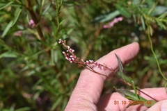 Persicaria decipiens