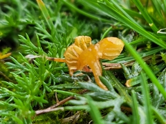 Galerina semilanceata