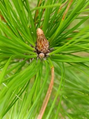 Pinus taiwanensis