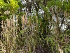 Schizachyrium condensatum