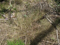 Austrostipa elegantissima