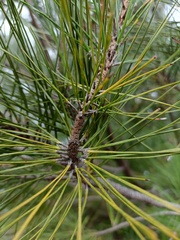 Pinus taiwanensis