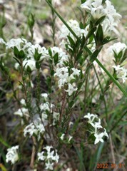 Pimelea phylicoides