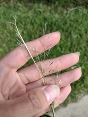 Eragrostis tenuifolia