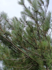 Pinus taiwanensis