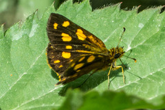 Metisella metis