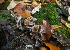 Craterellus cinereus