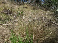 Austrostipa elegantissima