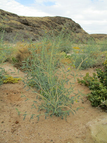 Sesbania pachycarpa (Sesbania pachycarpa)