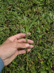 Hemarthria altissima