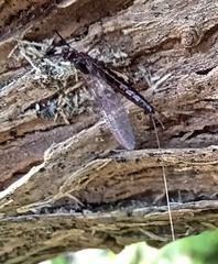 Leptophlebia