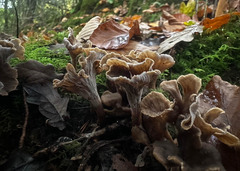 Craterellus cinereus