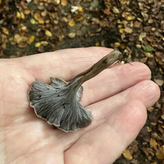 Craterellus cinereus