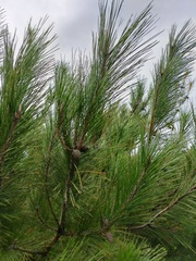 Pinus taiwanensis