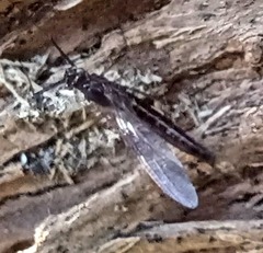 Leptophlebia