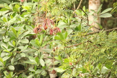 Parkia
