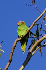 Glossopsitta concinna