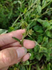 Pseudelephantopus spicatus