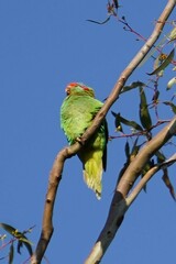 Glossopsitta concinna