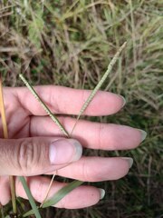 Paspalum scrobiculatum