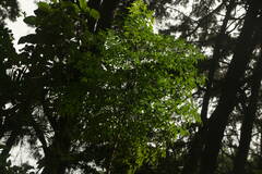 Radermachera sinica