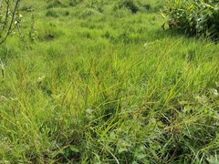 Hemarthria altissima