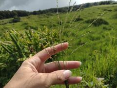 Panicum repens