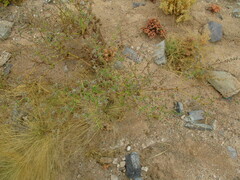 Trichodesma africanum