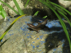 Eutropis multifasciata