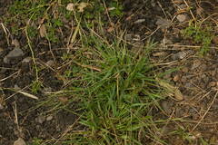 Digitaria violascens