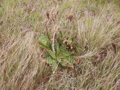 Aloe transvaalensis