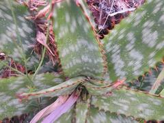 Aloe transvaalensis