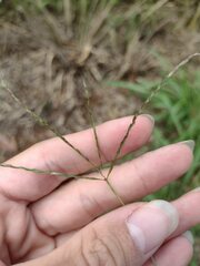 Digitaria radicosa